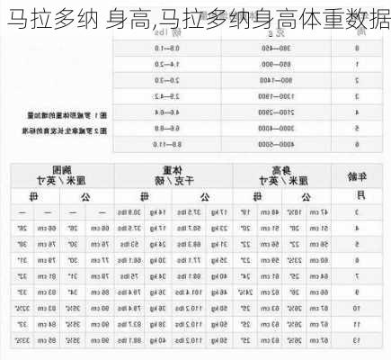 马拉多纳 身高,马拉多纳身高体重数据